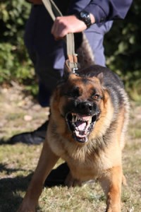 Dog Bite Attorney – Animal Attacks Lawyer – Serving Thousand Oaks
